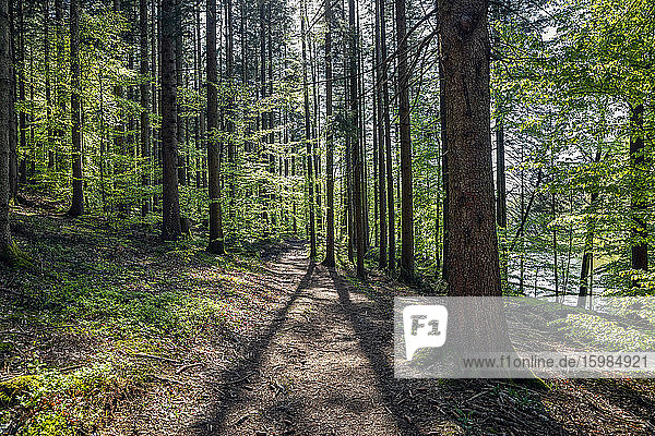 Germany  Bavaria  Egling  Footpath in springtime forest