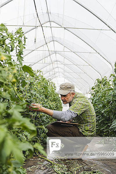Farmer checking tomato plants in greenhouse  organic farming