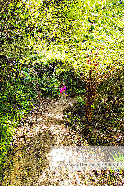 Rückansicht einer reifen Frau beim Wandern auf dem Abel Tasman Coastal Track  Südinsel  Neuseeland