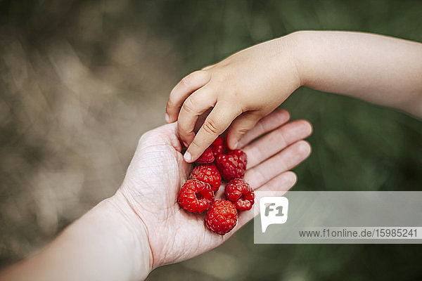 Girl's hand taking rasberry from mother's hand