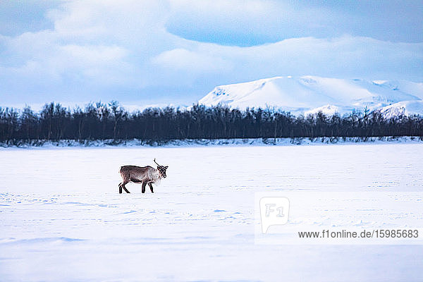 Reindeer on frozen lake  Kilpisjaervi  Enontekioe  Finland
