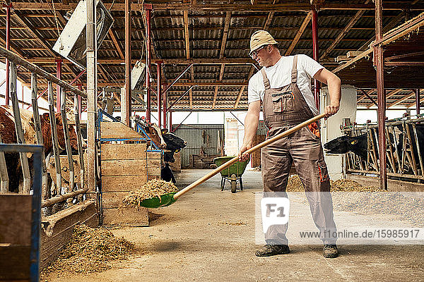 Männlicher Landwirt füttert Kühe mit einer Schaufel in einem Milchviehbetrieb mit Heu