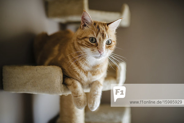 Portrait of tabby cat lying on scratching post watching something