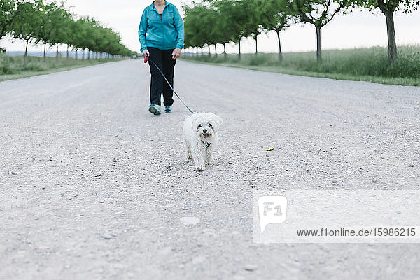 BCrop-Ansicht einer älteren Frau  die mit ihrem Hund in einer Gasse Gassi geht