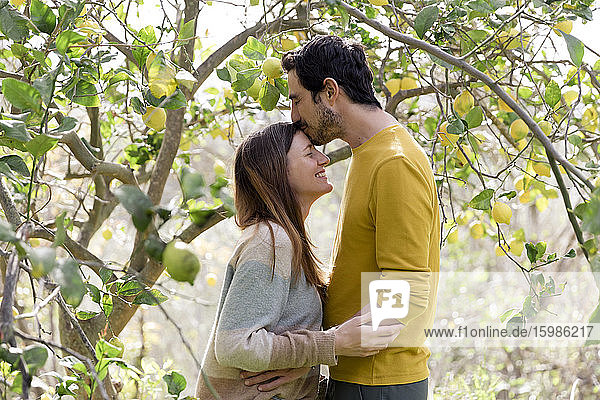Liebender Mann  der seine Freundin auf die Stirn küsst  während er an einem Zitronenbaum auf einem Bauernhof steht