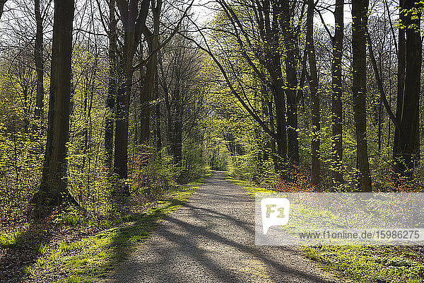 Germany  North Rhine-Westphalia  Dortmund  Forest road in springtime Kurler Busch park