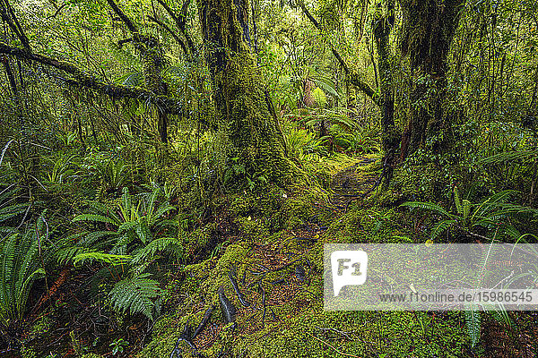 New Zealand  Southland  Lush green rainforest in Tutoko Valley