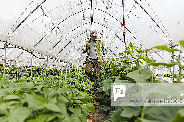 Farmer walking among the vegetables grown in the greenhouse  organic agriculture