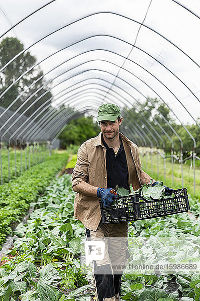 Organic farmer harvesting kohlrabi in greenhouse