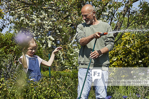 Glücklicher Großvater und Enkelin gießen Blumen im Kleingarten