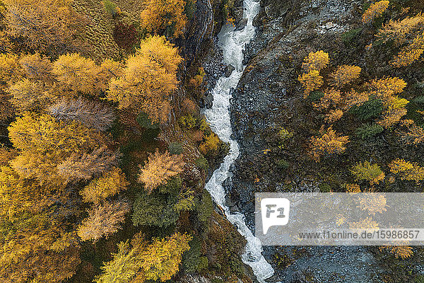 Switzerland  Canton of Grisons  Drone view of Orlegna river canyon surrounded by larch forest in autumn