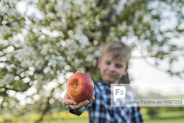 Junge bietet frischen Apfel im Obstgarten an
