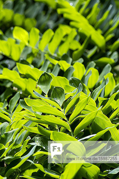 Grüne Blätter des Salomonssiegels (Polygonatum)