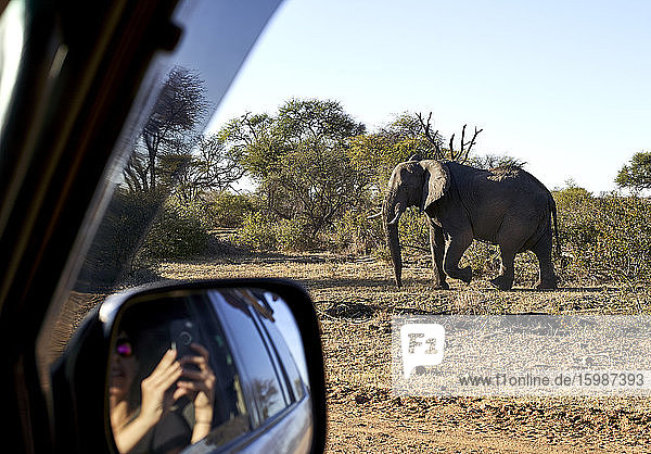 Frau spiegelt sich im Seitenspiegel eines Autos  während sie einen Elefanten im Bwabwata-Nationalpark  Namibia  fotografiert