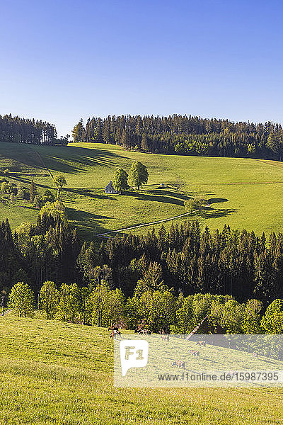 Deutschland  Baden-Württemberg  Sankt Peter  Kühe auf einer grünen Frühlingsweide