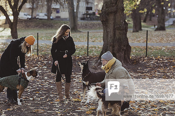Männliche und weibliche Haustierbesitzer in voller Länge mit Hunden im Park
