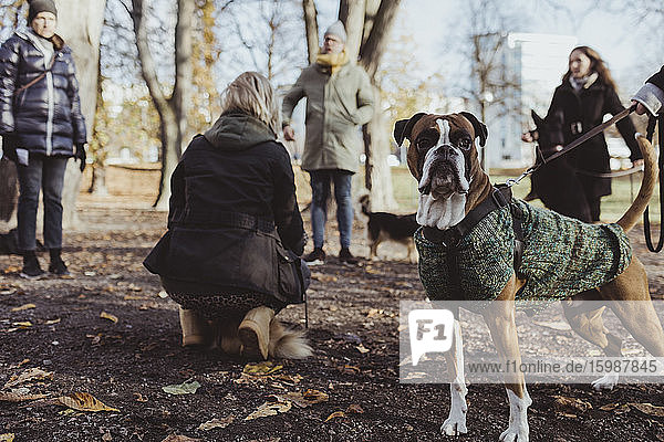 Porträt eines Boxerhundes gegen Tierbesitzer im Park