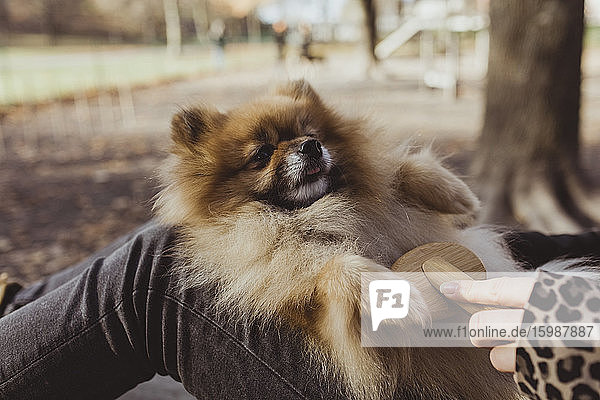 Mitschnitt einer Frau  die im Park einen flauschigen Pomeranian bürstet