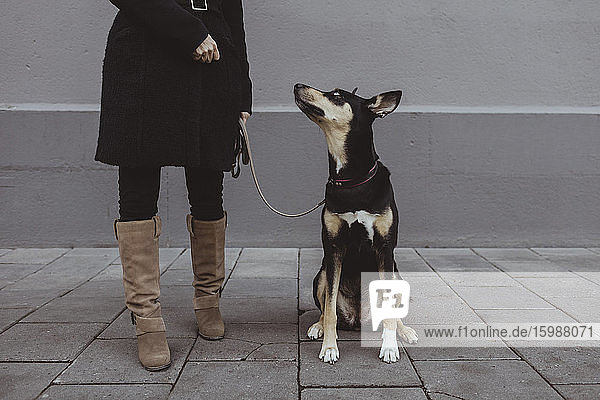 Hund schaut zu weiblicher Tierhalterin auf  die auf einem Fußweg in der Stadt steht