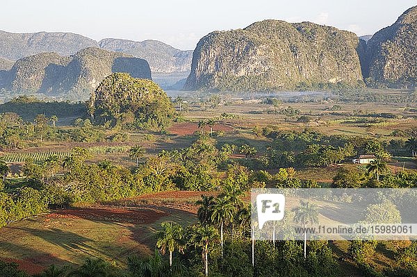 Das Viñales-Tal mit seinen felsenartigen Hügeln  den einzigartigen Mogoten und verstreuten Königspalmen (Roystonea regia)  Viñales  Kuba  Mittelamerika
