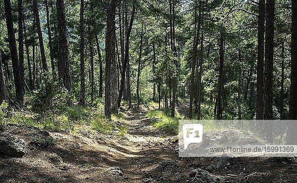 Path inside the pine forest  Cazorla  Jaen  Andalusia  Spain  Europe