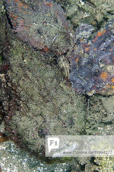 Trio of Reef Stonefish (Synanceia verrucosa) Laha dive site Ambon Maluku Indonesia Banda Sea.
