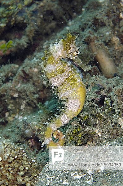 Thorny Seahorse (Hippocampus hixtrix) Laha dive site Ambon Maluku Indonesia Banda Sea.