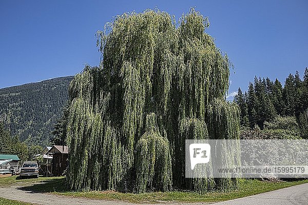 Weeping willow New Denver Slocan Valley West Kootenay British Columbia Canada