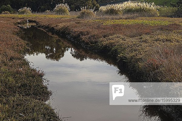 Egret in Ballona Wetlands Playa Del Rey Los Angeles CValifornia USA.