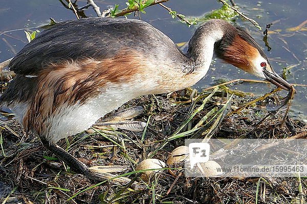 Grebe on floating nest in Groene Hart Holland