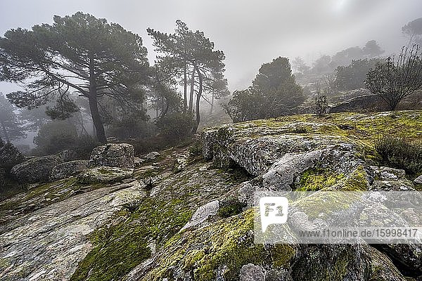 Granite rocks  moss  conifers and fog at Muniana Cliff. Madrid. Spain. Europe.
