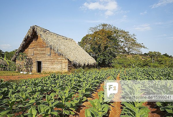 Common tobacco (Nicotiana tabacum). Tobacco plantation and barn used for drying tobacco leaves. Vi?ales valley  Cuba.