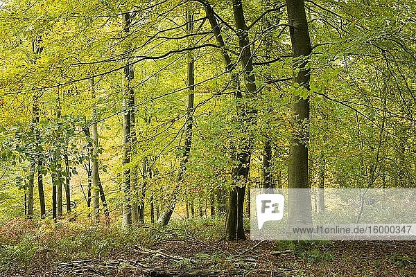 A beech woodland in autumn at Goblin Combe  North Somerset  England.