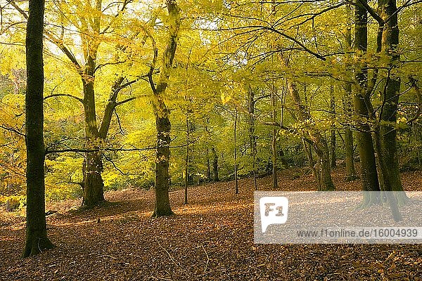 Morning autumn sunlight in a deciduous woodland at Crook Horn Hill in Exmoor National Park  Somerset  England.