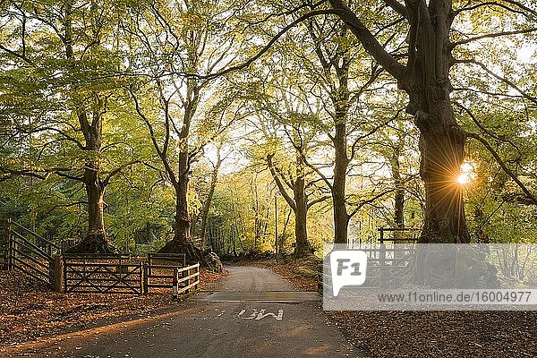 Morning autumn sunlight in a deciduous woodland at Crook Horn Hill in Exmoor National Park, Somerset, England.
