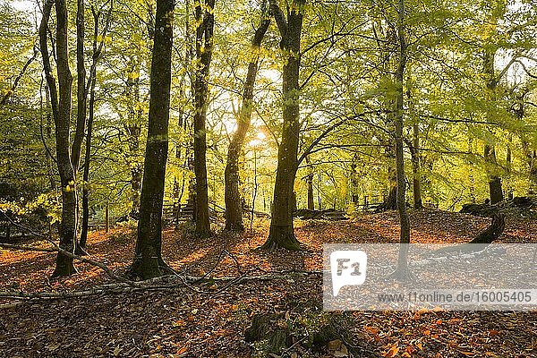Morning autumn sunlight in a deciduous woodland at Crook Horn Hill in Exmoor National Park  Somerset  England.