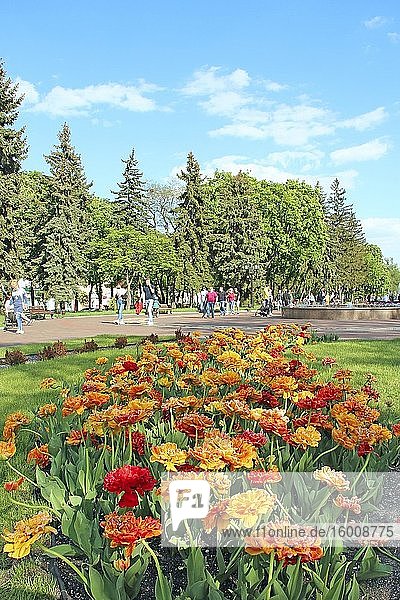 Beautiful terry tulips and view to city panorama. Blooming flowers in city. People have a walk in city in spring. Beautiful panorama with blooming tulips. Multicolored terry tulips.