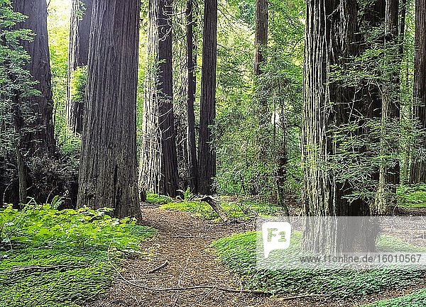 Redwoods-Nationalpark. Kalifornien. USA.