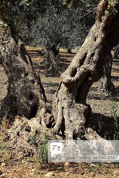 Olivenbaumstämme in Sizilien.