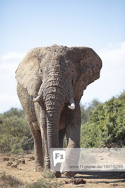 Afrikanischer Elefant (Loxodonta africana)  frontal  Addo-Elefanten-Nationalpark  Ostkap  Südafri