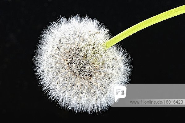 Dandelion (Taraxacum) cutout black background Germany Europe