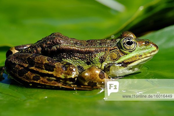 Edible Frog (Rana esculenta) on a green leaf Germany Europe
