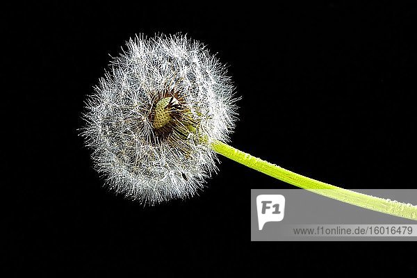 Dandelion (Taraxacum) cutout black background Germany Europe