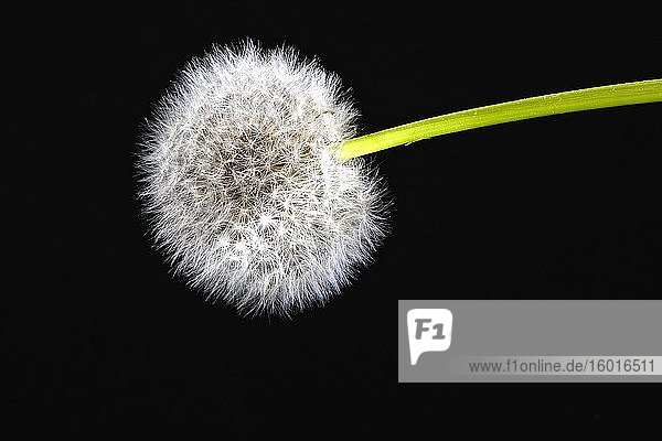 Dandelion (Taraxacum) cutout black background Germany Europe