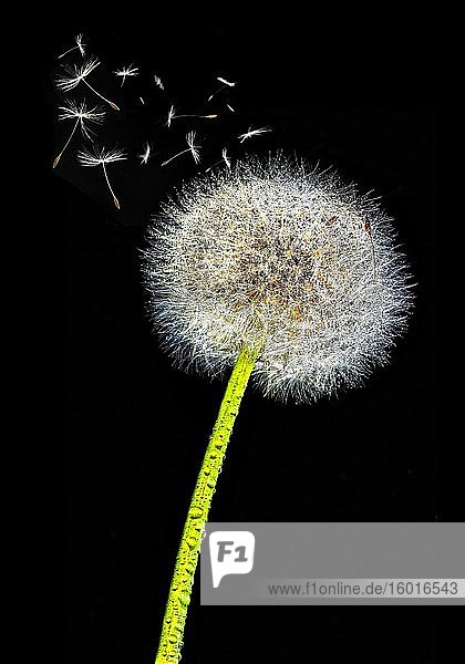 Dandelion (Taraxacum) cutout black background Germany Europe
