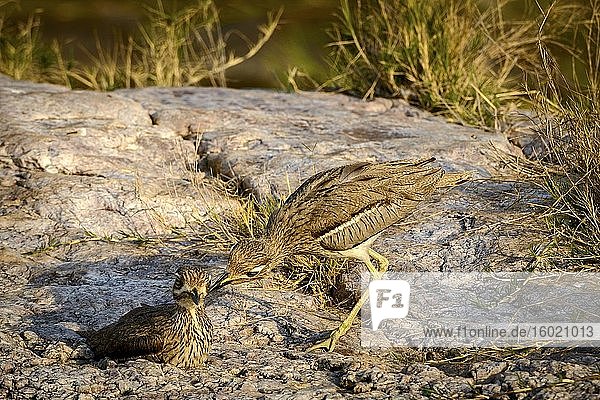 Wasserdickkopf (Burhinus vermiculatus)  auch bekannt als Wasserdikkop. Krüger-Nationalpark. Mpumalanga. Süd Afrika.
