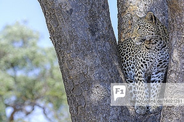 Afrikanischer Leopard (Panthera pardus pardus), weiblich, in einem Baum. Ruaha-Nationalpark. Tansania.