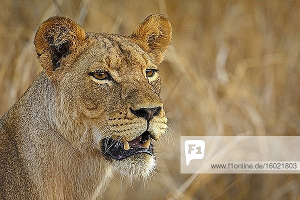 Masai-Löwe oder Ostafrikanischer Löwe (Panthera leo nubica syn. Panthera leo massaica)  weibliches Porträt. Ruaha-Nationalpark. Tansania.