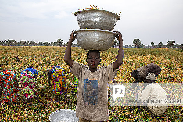 Junge trägt Schalen für eine Bohnenernte in Tambonga  Togo