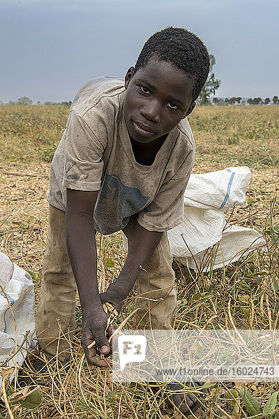 Bean picking in savanes province  north togo
